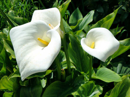 Jual Poster Calla Lily Flower White Flower Flowers Calla Lily 001APC