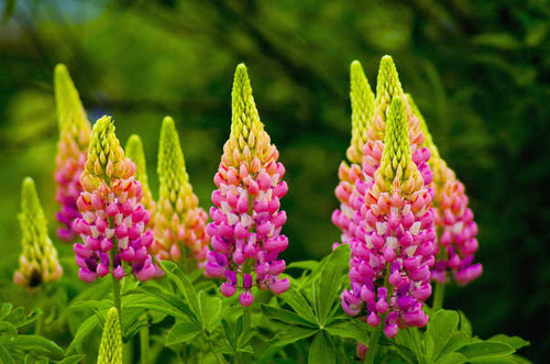 Jual Poster Close Up Earth Flower Lupine Pink Flower Earth Lupine APC