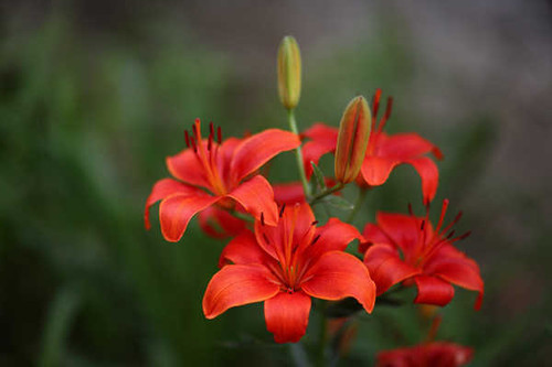 Jual Poster Close Up Flower Lily Nature Red Flower Flowers Lily 002APC