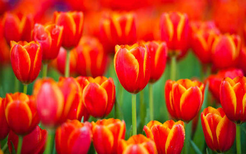 Jual Poster Close Up Flower Nature Red Flower Tulip Flowers Tulip 001APC