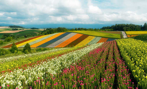 Jual Poster Cloud Field Flower Japan Nature Earth Field 2APC