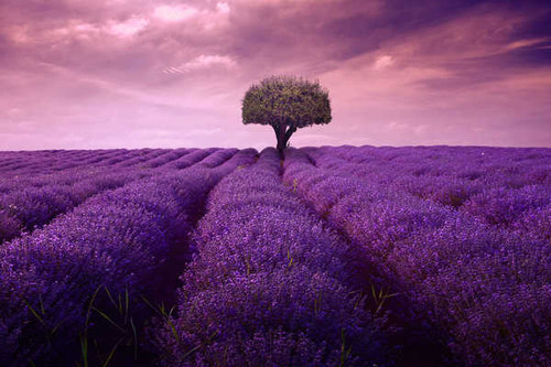 Jual Poster Cloud Field Lavender Nature Tree Flowers Lavender 6APC Jual Poster Cloud Field Lavender Nature Tree Flowers Lavender 6APC