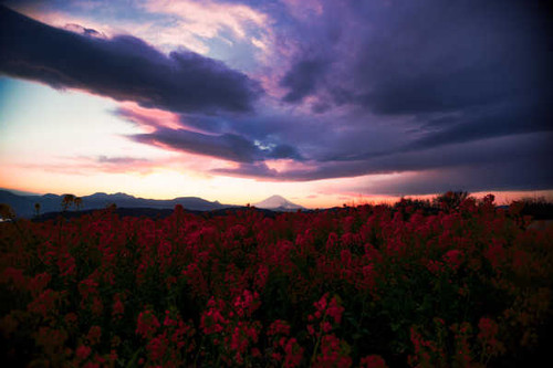 Jual Poster Cloud Flower Nature Red Flower Flowers Flower 2APC