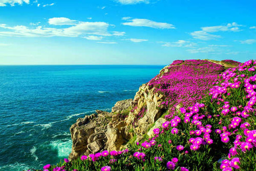 Jual Poster Coastline Earth Flower Ocean Rock Sea Earth Coastline APC