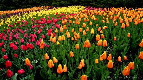 Jual Poster Colorful Colors Flower Tulip Flowers Tulip APC