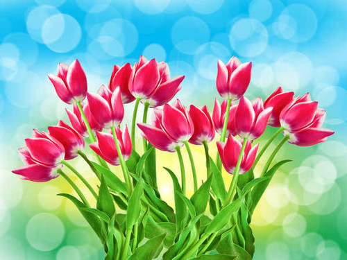 Jual Poster Colorful Flower Nature Pink Flower Tulip Flowers Tulip APC