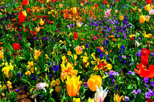 Jual Poster Colorful Tulip Flowers Flower APC