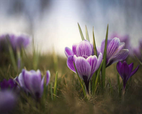 Jual Poster Crocus Macro Purple Flower Spring Flowers Crocus 9APC