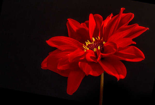 Jual Poster Dahlia Flower Macro Nature Red Flower Flowers Dahlia APC