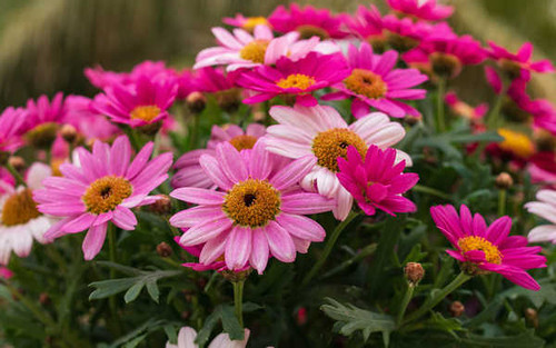 Jual Poster Daisy Earth Flower Pink Flower Flowers Daisy 1APC