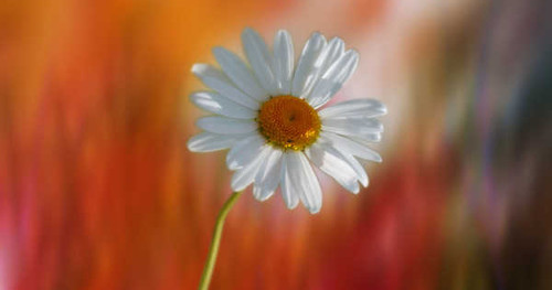 Jual Poster Daisy Earth Flower White Flower Flowers Daisy 002APC