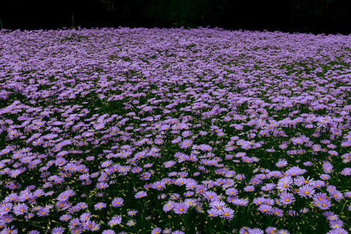 Jual Poster Daisy Flower Nature Purple Flower Flowers Daisy 003APC