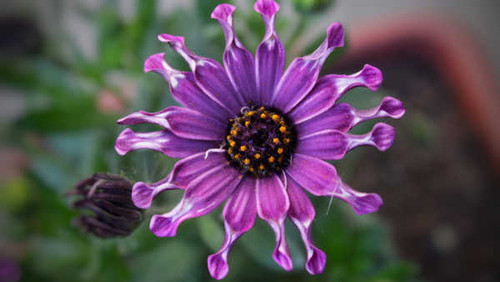 Jual Poster Daisy Flower Purple Flower Earth African Daisy 0APC
