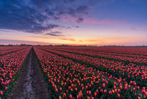 Jual Poster Dawn Field Flower Netherlands Tulip Flowers Tulip 4APC