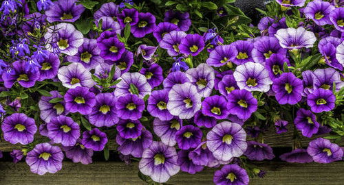 Jual Poster Earth Flower Petunia Purple Flower Flowers Petunia APC