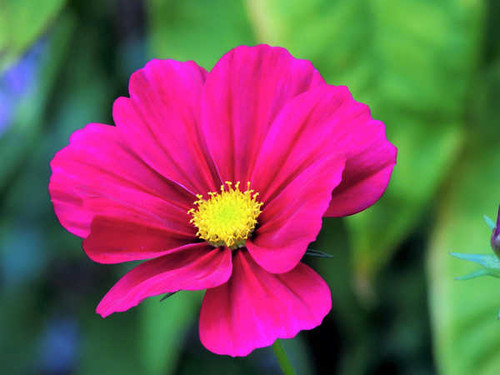 Jual Poster Earth Flower Pink Flower Flowers Flower 002APC