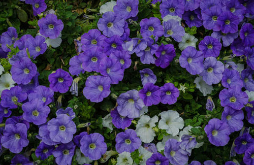 Jual Poster Earth Flower Purple Flower Flowers Petunia APC