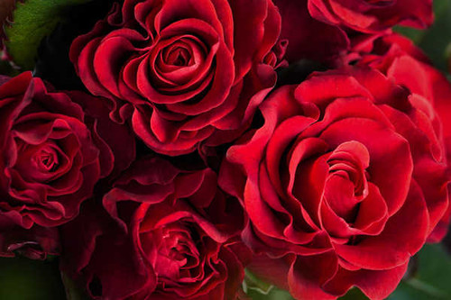 Jual Poster Earth Flower Red Flower Red Rose Rose Flowers Rose 008APC