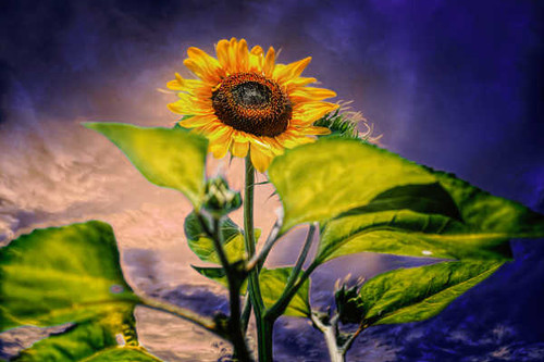 Jual Poster Evening Sunflower Flowers Sunflower APC