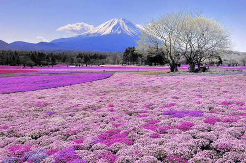 Jual Poster Field Flower Mountain Tree Volcanoes Mount Fuji APC