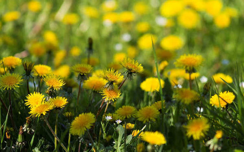 Jual Poster Flower Earth Dandelion 002APC