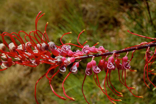 Jual Poster Flower Earth Grevillea APC