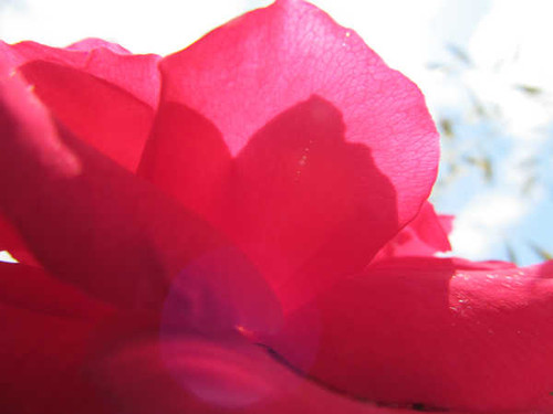 Jual Poster Flower Flowers Flower 028APC