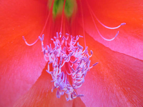 Jual Poster Flower Flowers Flower 044APC