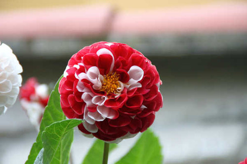 Jual Poster Flower Flowers Flower 070APC