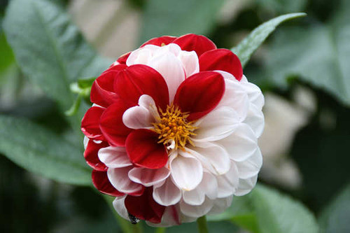 Jual Poster Flower Flowers Flower 071APC