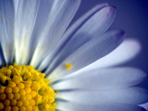 Jual Poster Flower Flowers Flower 23646APC