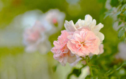 Jual Poster Flower Flowers Rose 026APC