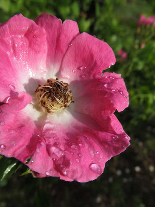 Jual Poster Flower Flowers Rose 038APC