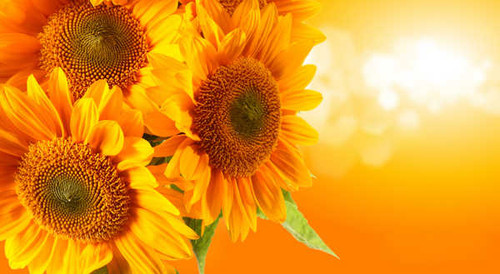 Jual Poster Flower Flowers Sunflower 005APC