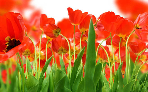 Jual Poster Flower Flowers Tulip 014APC