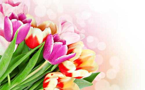 Jual Poster Flower Flowers Tulip 024APC