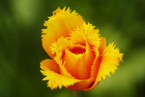 Jual Poster Flower Flowers Tulip 058APC