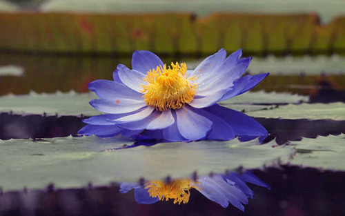 Jual Poster Flower Flowers Water Lily 007APC