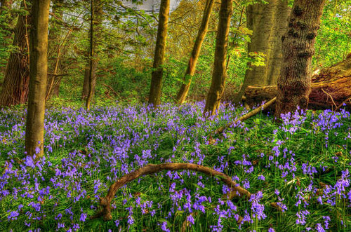 Jual Poster Flower Forest Purple Flower Spring Earth Spring APC