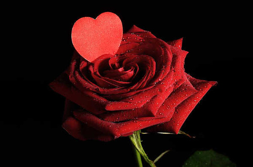 Jual Poster Flower Heart Red Flower Red Rose Rose Flowers Rose APC