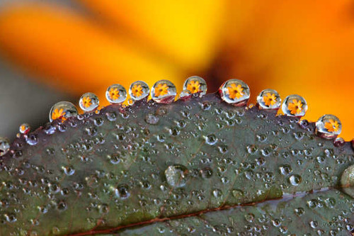 Jual Poster Flower Leaf Macro Reflection Water Drop Earth Water Drop APC