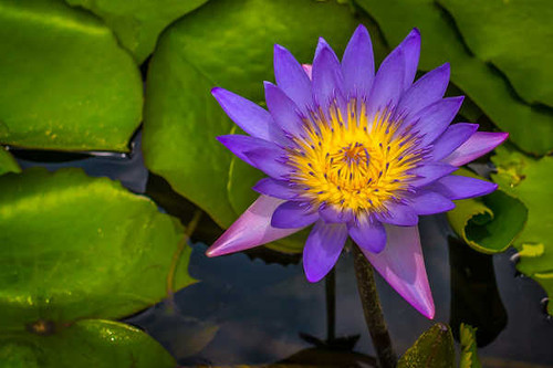 Jual Poster Flower Lily Pad Lotus Purple Flower Flowers Lotus APC