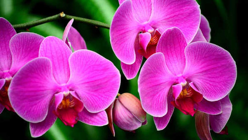 Jual Poster Flower Macro Orchid Pink Flower Flowers Orchid APC