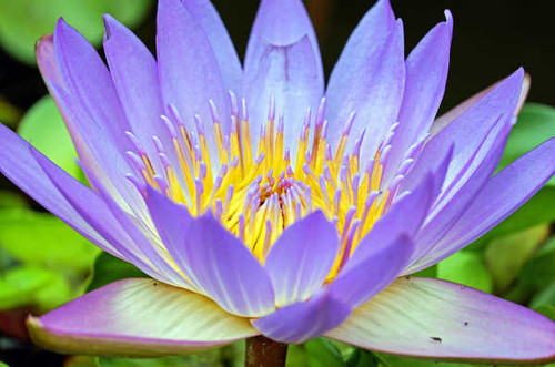 Jual Poster Flower Macro Purple Flower Water Lily Flowers Water Lily APC