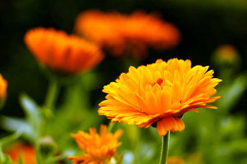 Jual Poster Flower Marigold Nature Yellow Flower Flowers Marigold 001APC