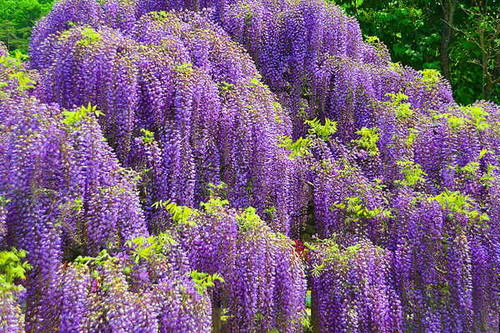 Jual Poster Flower Nature Purple Flower Wisteria Flowers Wisteria APC