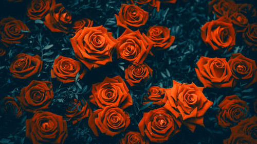 Jual Poster Flower Nature Red Flower Red Rose Rose Flowers Rose 2APC