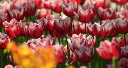 Jual Poster Flower Nature Tulip Flowers Tulip 001APC
