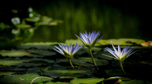 Jual Poster Flower Nature Water Water Lily Flowers Water Lily APC