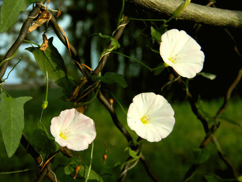 Jual Poster Flower Nature White Flowers Flower 001APC